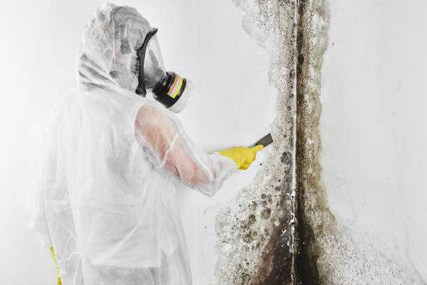 Best DIY Mold Remediation Support Services in Rheems, PA