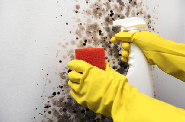 Best Mold Remediation for Schools in Rheems, PA