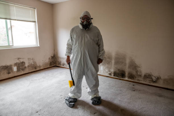 Best Basement Mold Remediation in Rheems, PA