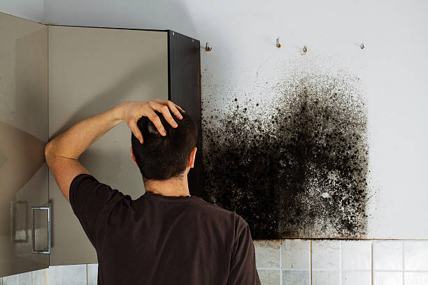 Best Black Mold Remediation in Rheems, PA