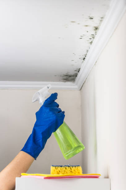 Best Mold Remediation for Specific Building Types in Rheems, PA